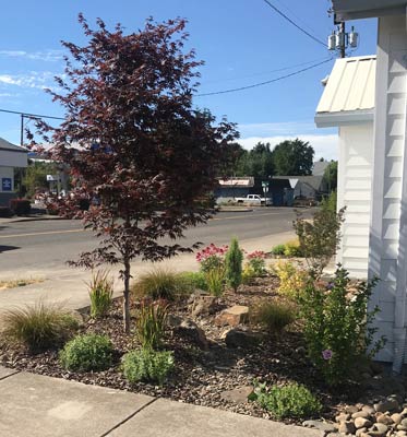 Drought-tolerant front yard with ornamental tree and native plants